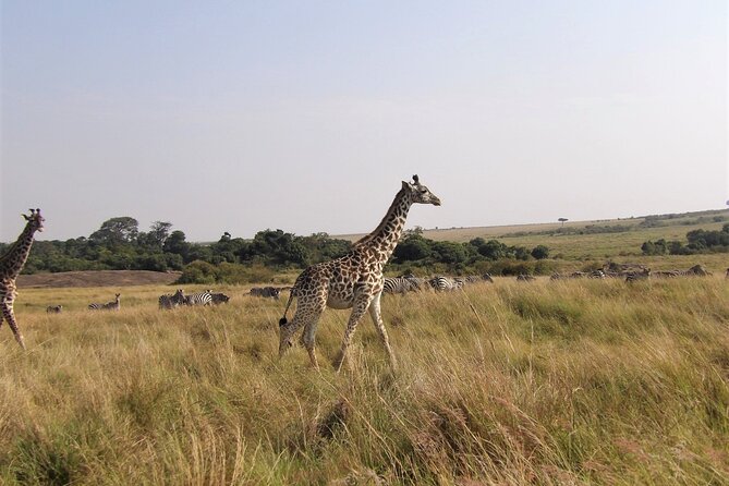 3 Day Exploring Amboseli National Park - Kibo Safari Camp Comfort: Tents, Meals, Outdoor Jacuzzi, Campfire