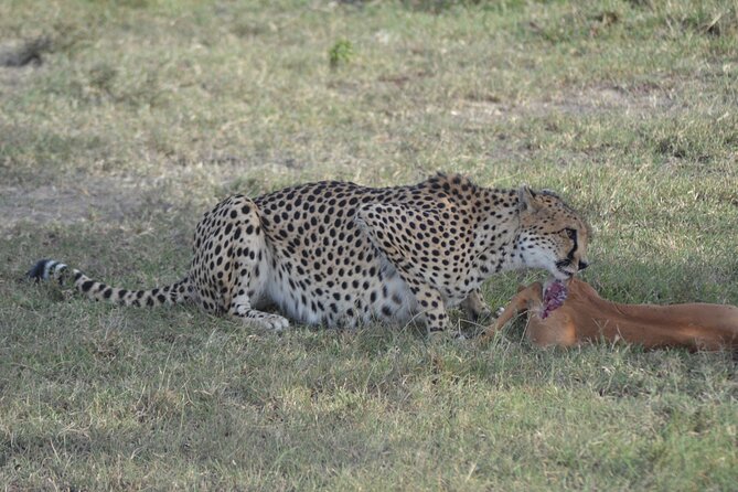 3-Day Group Safari in Masai Mara with Pick Up - Key Things To Know Before You Go