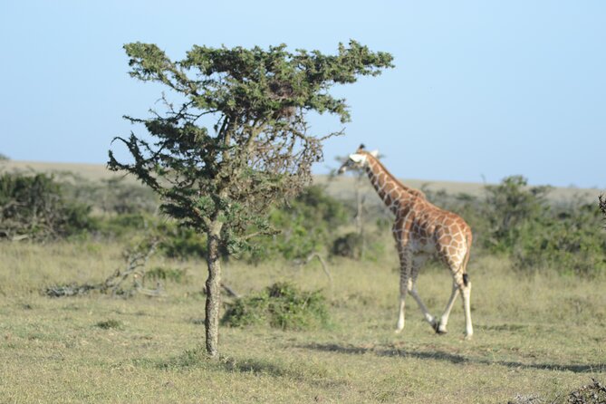 3-Day Group Safari in Masai Mara with Pick Up - Maasai Mara in Three Days, What You Can Expect to See