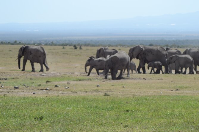 3-Day Group Safari in Masai Mara with Pick Up - Guides, Information, and How to Get More From Every Drive