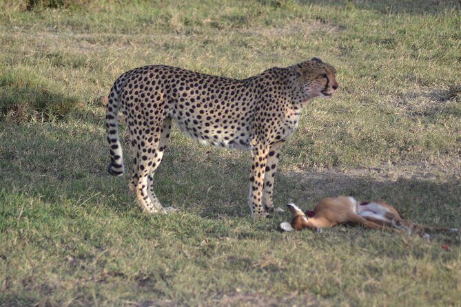 3-Day Group Safari in Masai Mara with Pick Up - Price and Value: Is $1,250 a Good Deal?