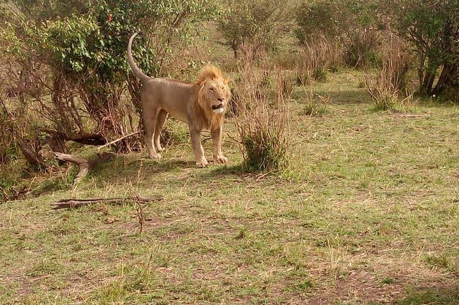 3 day maasai mara budget Camping Group safari - Value for $450: Meals, Park Access, and Real Time on the Road