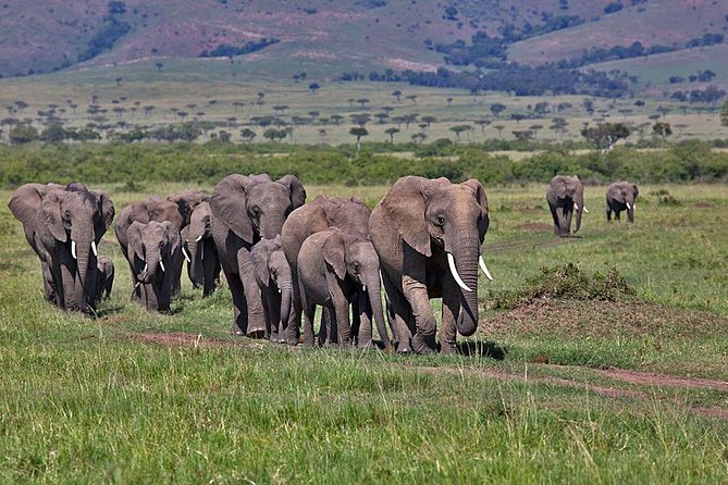 3 Day Maasai Mara Group Joining Camping Safari - Daily Departures - Key things I’d circle before you book