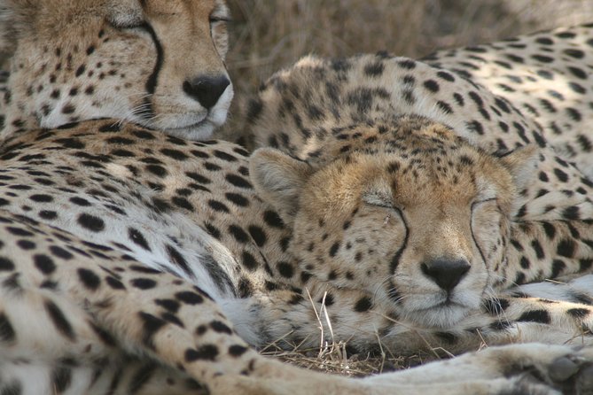 3-Day Maasai Mara Group Joining Safari - What Makes This 3-Day Maasai Mara Safari Worth Your Time