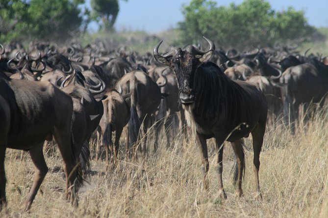 3-Day Maasai Mara Group Joining Safari - Sarova Stanley Meeting Point and the 7:30 am Start
