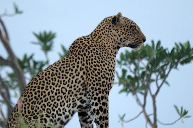3-Day Maasai Mara Guided Safari From Nairobi - Nairobi to Maasai Mara: why this safari style works for your time