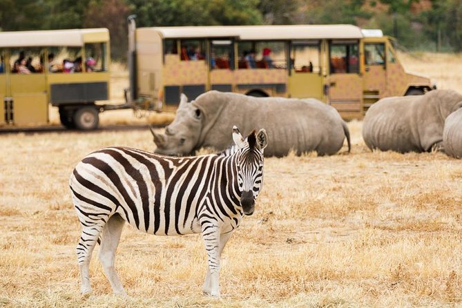 3-Day Maasai Mara Guided Safari From Nairobi - Sleeping near the park: tented nights, campsite reality, and what to pack