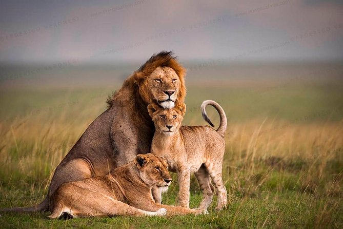 3-Day Maasai Mara Guided Safari From Nairobi - The optional Maasai village visit: $20 and how to make it meaningful