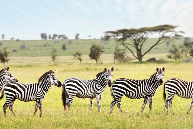 3-Day Maasai Mara Guided Safari From Nairobi - Big Five logistics: how your guide helps you see more than just animals