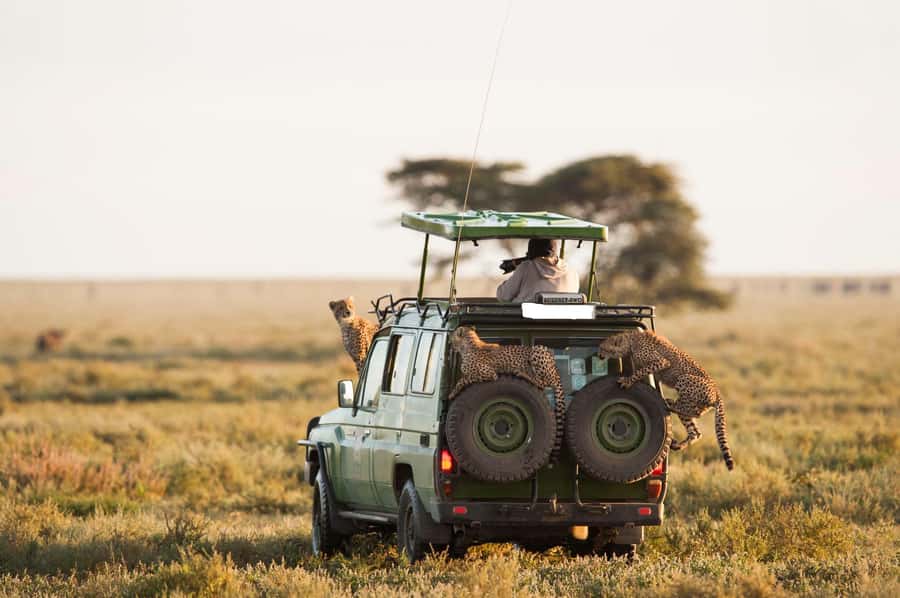 3-Day Maasai Mara Joining Safari at Enkorok Luxury Camp - Why Maasai Mara hits differently on a 3-day joining format