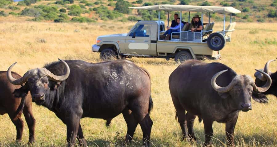 3-Day Maasai Mara Joining Safari at Enkorok Luxury Camp - Timing your trip for wildebeest migration and calmer expectations