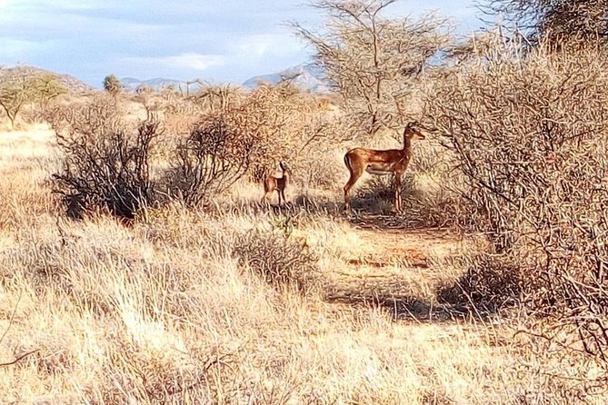 3 Day Maasai Mara & Migration safari - How the Game Drive Setup Improves Your Chances
