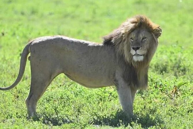 3-Day Maasai Mara Safari Tour in a 4 x4 Land Cruiser Jeep - Key things that make this Maasai Mara safari a strong pick