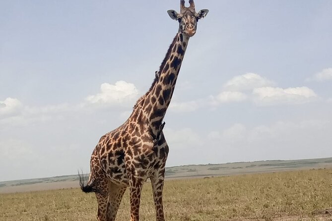 3-Day Maasai Mara Safari Tour in a 4 x4 Land Cruiser Jeep - Day 1: Great Rift Valley viewpoint, then Mara Reserve afternoon sightings