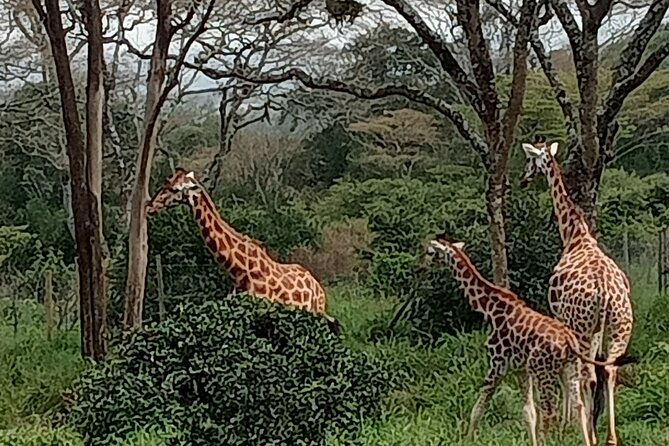 3-Day Maasai Mara Safari Tour in a 4 x4 Land Cruiser Jeep - Day 1 game viewing: what you can realistically expect in the Mara