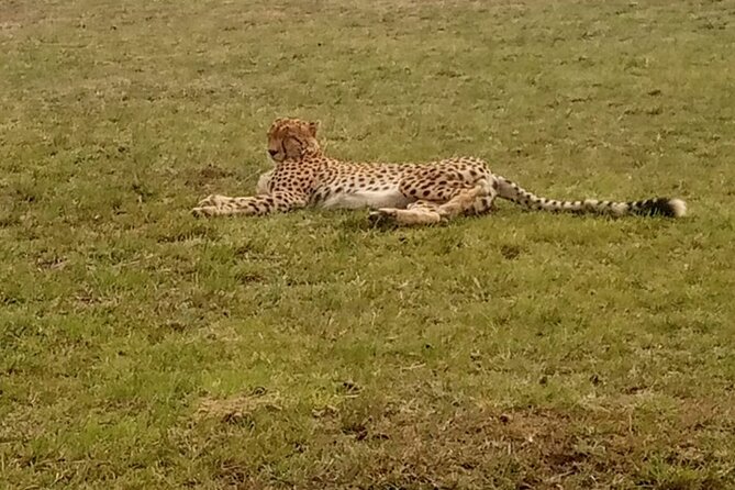 3-Day Maasai Mara Safari Tour in a 4 x4 Land Cruiser Jeep - Day 3: Breakfast, optional Maasai village visit, then back to Nairobi