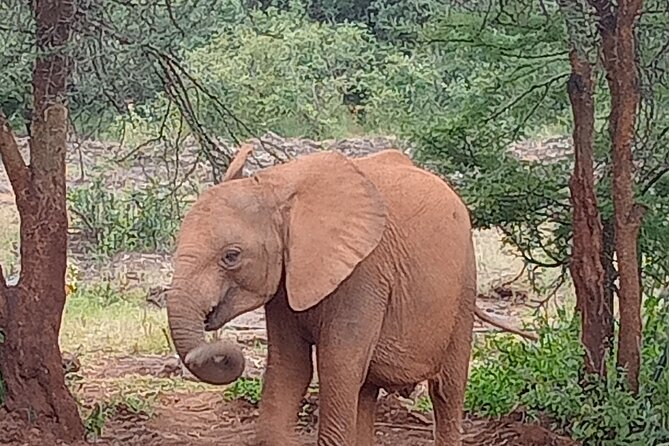 3-Day Maasai Mara Safari Tour in a 4 x4 Land Cruiser Jeep - Guides make a difference: Moses, Saint Francis, Wilson, and John