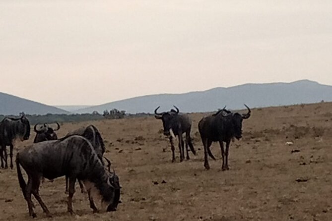 3-Day Maasai Mara Safari Tour in a 4 x4 Land Cruiser Jeep - The en-suite tent setup that makes safari nights actually restful