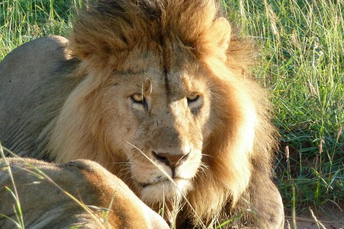 3 Day Maasai Mara Shared Safari In a Safari Van - Why this shared safari van setup makes Maasai Mara easier