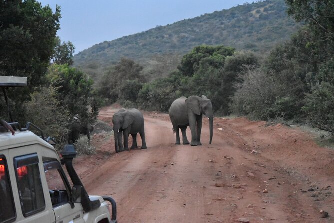 3 Day Maasai Mara Shared Safari In a Safari Van - Private tents in Maasai Mara: the comfort details that change your trip