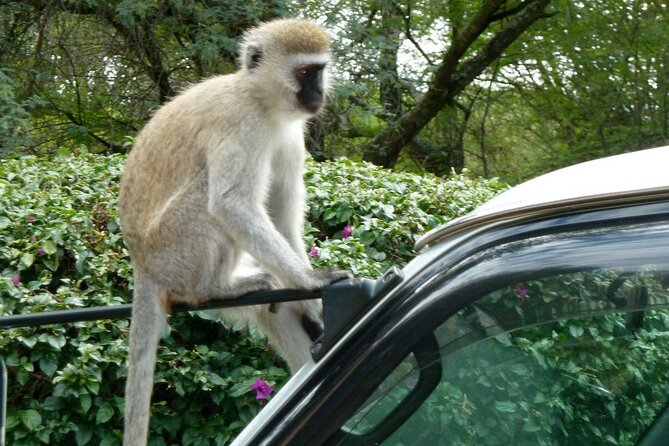 3 Day Maasai Mara Shared Safari In a Safari Van - Day 1 game drives: how to make the afternoon drive work for you