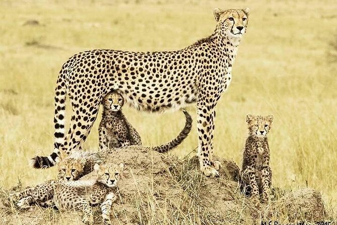 3 Day Maasai Mara Shared Safari In a Safari Van - How to handle a long day in the reserve without burning out