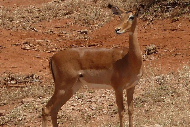 3 Day Maasai Mara Shared Safari In a Safari Van - Day 3: back to Nairobi, plus two culture options near the Mara