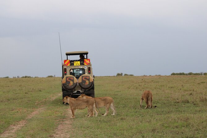 3-Day Maasai Mara Sharing Safari in a 4x4 Land Cruiser Jeep - Day 2 Mara River: Big Five Odds, Plus the Hippo and Croc Factor