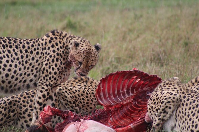 3-Day Maasai Mara Sharing Safari in a 4x4 Land Cruiser Jeep - Optional Maasai Village at Ololaimutiek: Culture With Context, Not Just a Photo Stop