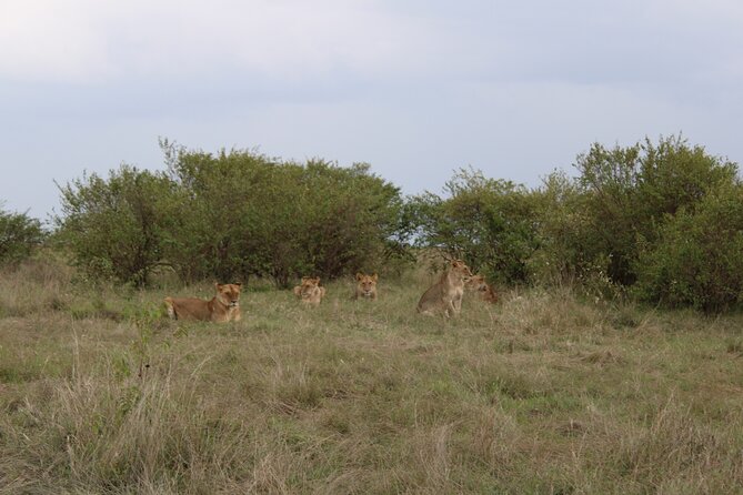 3-Day Maasai Mara Sharing Safari in a 4x4 Land Cruiser Jeep - Price and Logistics: Getting Value From the $244 Per Person