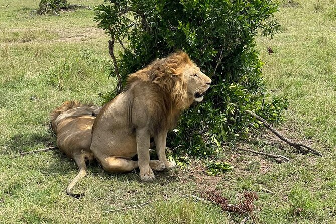 3-Day Masai Mara and Naivasha Hell's Gate National Park-Safari - Price and value: what $988 per person really covers