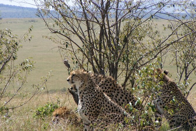 3-Day Masai Mara Budget Camping Safari - Day 3: Dawn Game Drive, One Last Breakfast, and Back to Nairobi by Mid-Afternoon