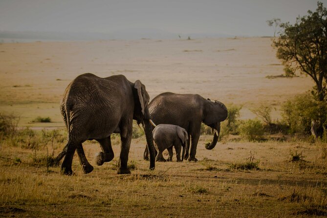3-Day Masai Mara Budget Camping Safari - Camping Safari Reality Check: Comfort, Packing, and Photo Tips