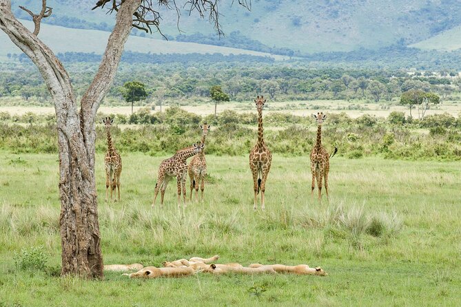 3-Day Masai Mara Budget Camping Safari - Who This Safari Is Best For (and Who Might Feel Unsatisfied)