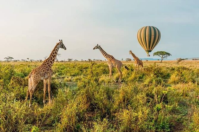 3-Day Masai Mara Budget Camping Safari - Day 2: A Full Day in Masai Mara for Big Five Chances and a Packed Lunch Stop