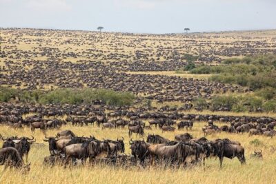 3 Day Masai Mara Budget Joining Safari on 4×4 – Daily Departures