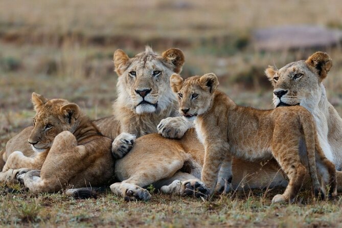 3-Day Masai Mara Group Joining Safari Adventure - Day 1 in Maasai Mara National Reserve: Arrival, Picnic Lunch, and the Best First-Evening Drive