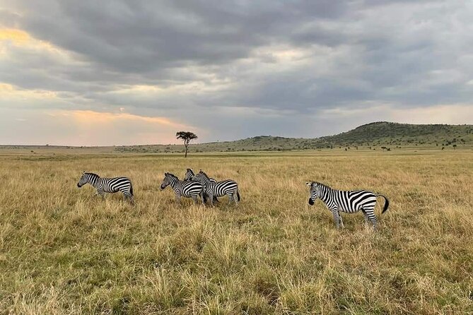 3-Day Masai Mara Group Joining Safari Adventure - How to Get Better Sightings on a Group Safari