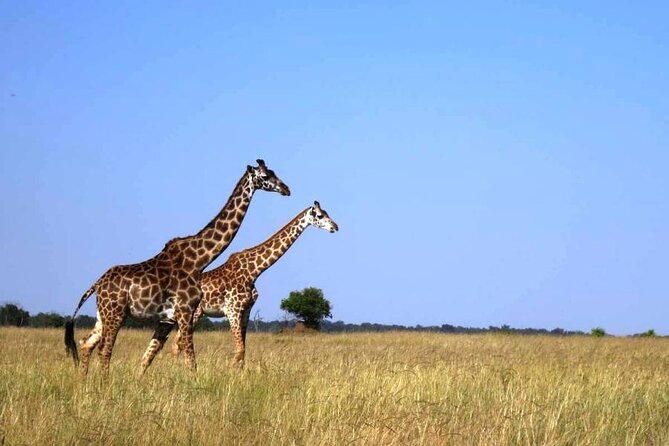 3-Day Masai Mara Group Joining Safari Adventure - Day 2’s 6:30am Start: Full-Day Game Drive, Mara River, and Serengeti Border Territory