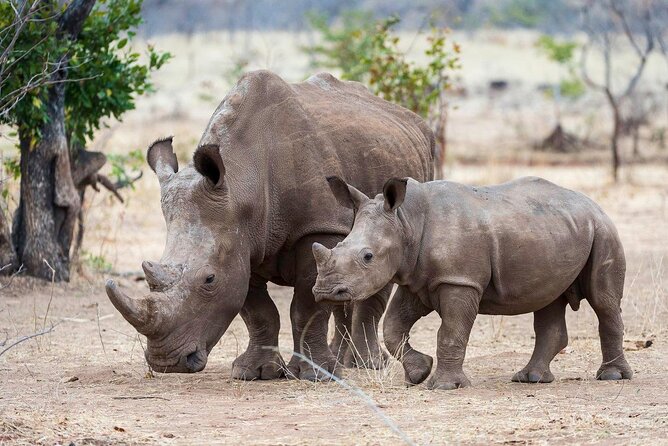 3-Day Masai Mara Group Safari with Pick Up - Getting from Nairobi to the Great Rift Valley without wasting half your day