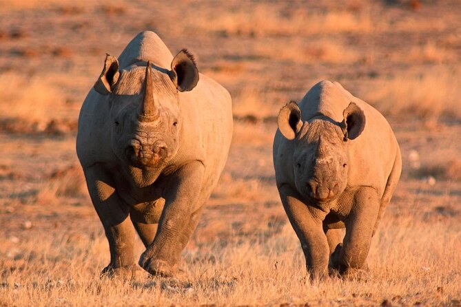 3-Day Masai Mara Group Safari with Pick Up - Day Two: Unlimited game drives, Mara River timing, and predator theater