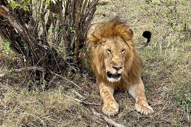 3-Day Masai Mara Jeep Safari - Who Should Book This Masai Mara Jeep Safari, and Who Might Want Something Else