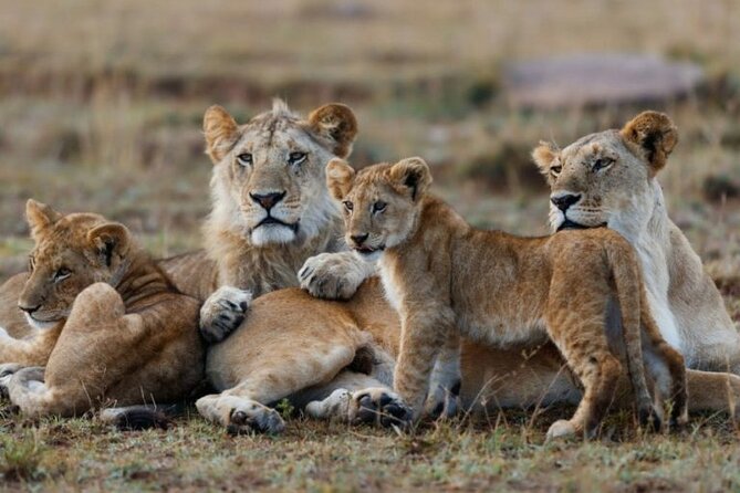 3-Day Masai Mara Jeep Safari - Your First Afternoon Game Drive: The Arrival Rhythm at the Camp