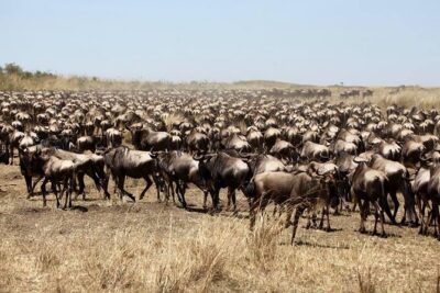 3-Day Masai Mara Luxury Safari