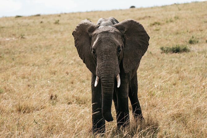 3-Day Masai Mara Luxury Safari - Day 3 Morning Drive and Back to Nairobi by Mid-Afternoon
