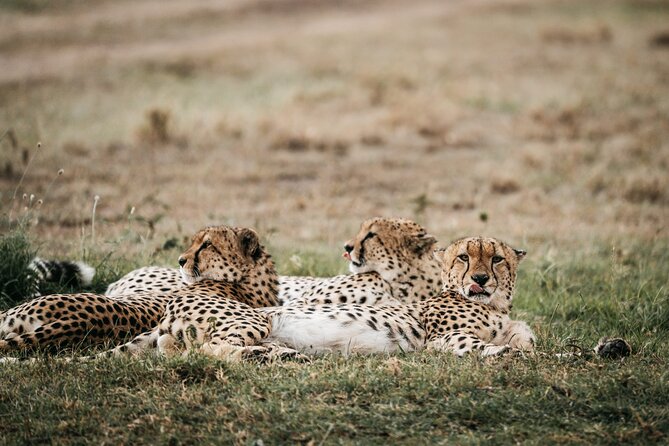 3-Day Masai Mara Luxury Safari - Guide Quality: Why Names Like Edward, Simon, and John Keep Showing Up