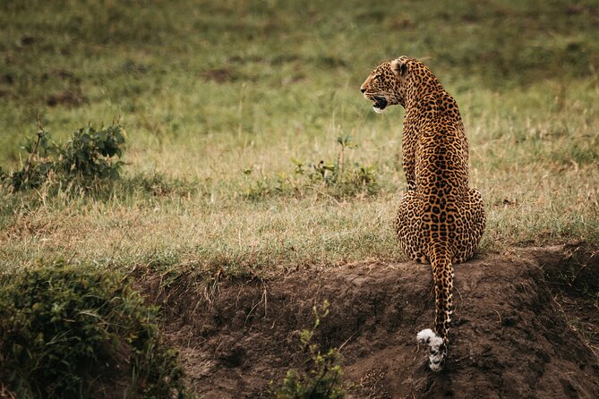 3-Day Masai Mara Luxury Safari - What This Trip Feels Like Day to Day (Without the Gloss)