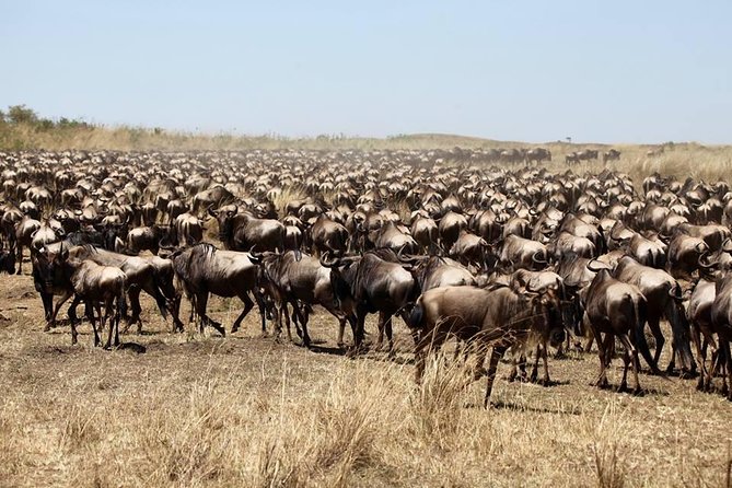 3-Day Masai Mara Luxury Safari - Day 1 in the Mara: First Wildlife Drive Plus a Real Safari Night