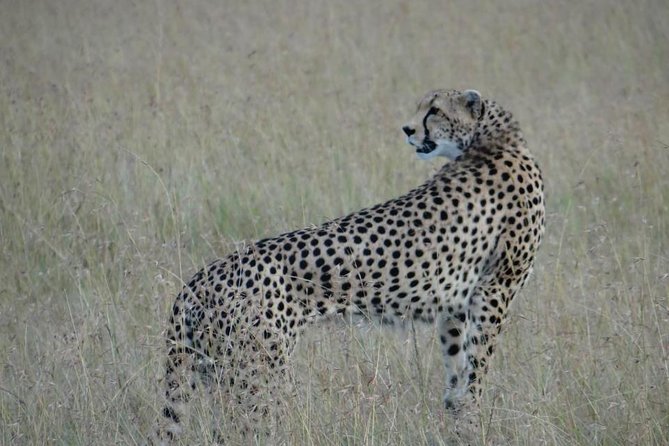 3 Day Masai Mara Safari - Day 2 in Maasai Mara: long hours, packed lunch, and Big Five odds