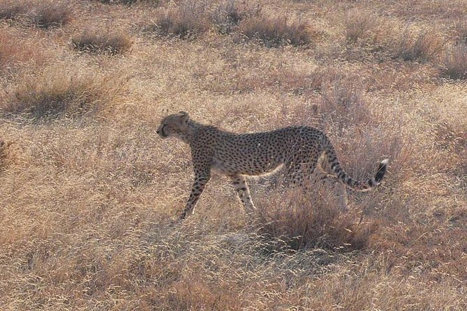 3 Day Masai Mara Safari - What to pack for a 12-hour wildlife day (so you enjoy it)
